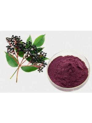 Elderberry Extract Powder