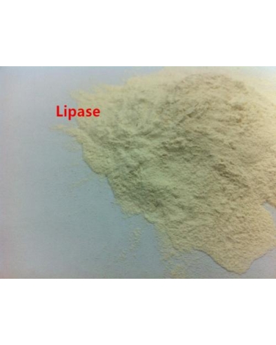 Enzyme Lipase